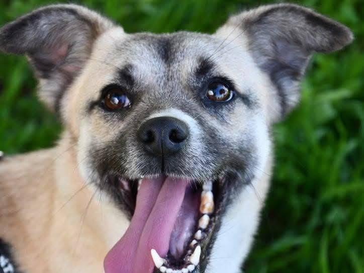 Adozione cane, maschio, Razza sconosciuta Razza sconosciuta, 1 anno e 3 mesi, taglia piccola, Brindisi