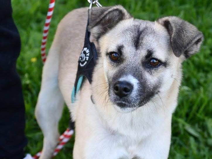 Adotta un cane, maschio, 1 anno e 3 mesi, Brindisi