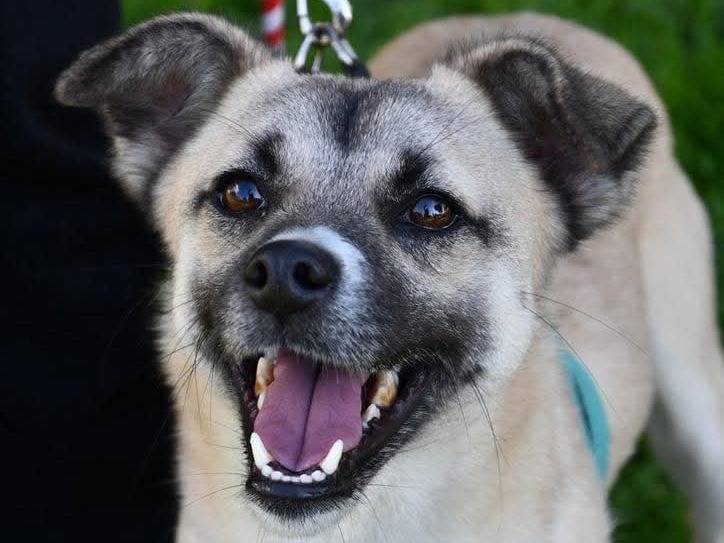 Adotta un cane, taglia piccola, maschio, Brindisi