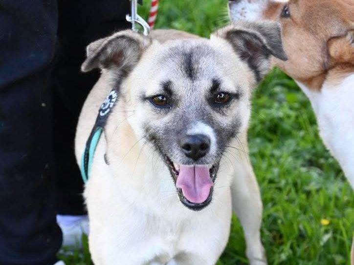 Vuoi adottare un cane a Brindisi?