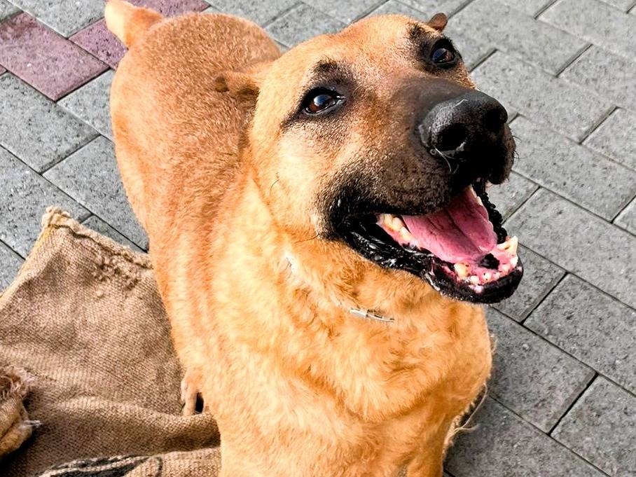 Adozione cane, maschio, Razza sconosciuta Razza sconosciuta, 8 anni e 8 mesi, taglia grande, Milano