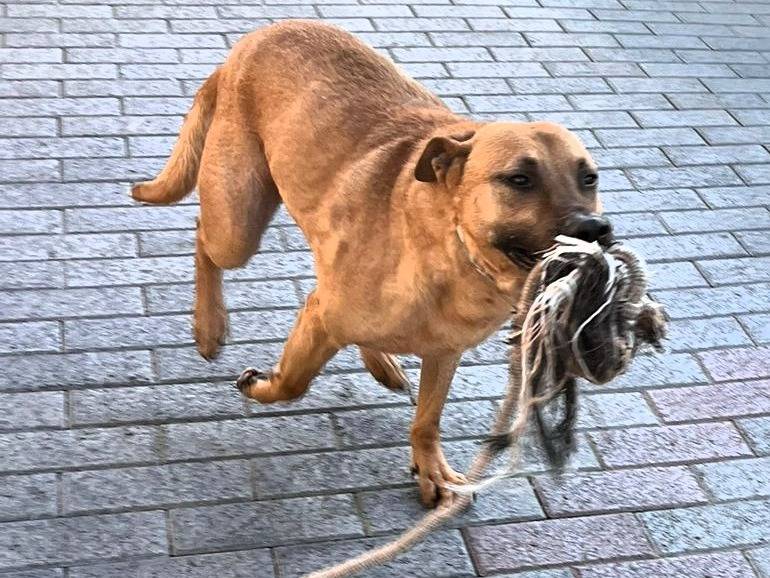 Adotta un cane, maschio, 8 anni e 8 mesi, Milano