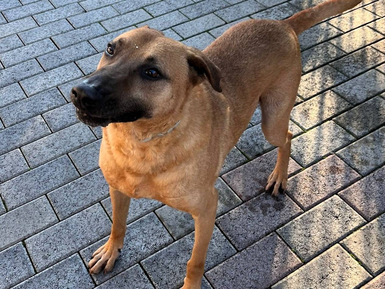 Adotta un cane, taglia grande, maschio, Milano