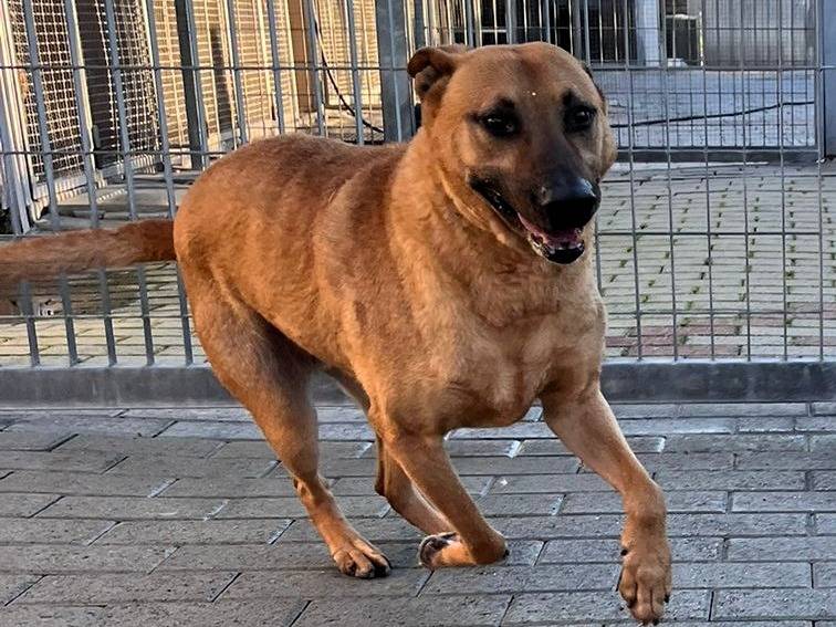 Vuoi adottare un cane a Milano?