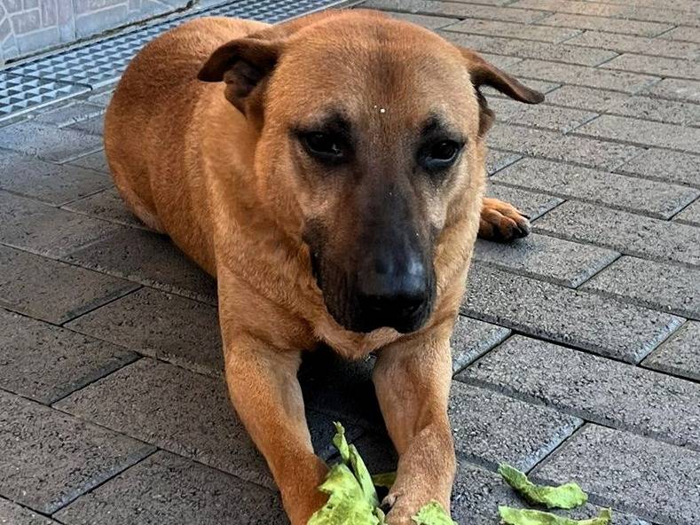 Adotta il cane ARGO a Milano