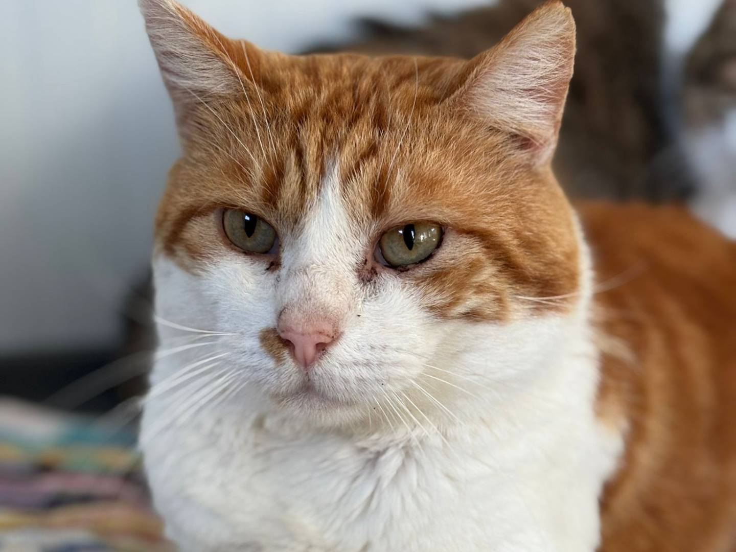 Adozione gatto, maschio, Razza sconosciuta Razza sconosciuta, 6 anni e 1 mese, taglia non valida, Pisa