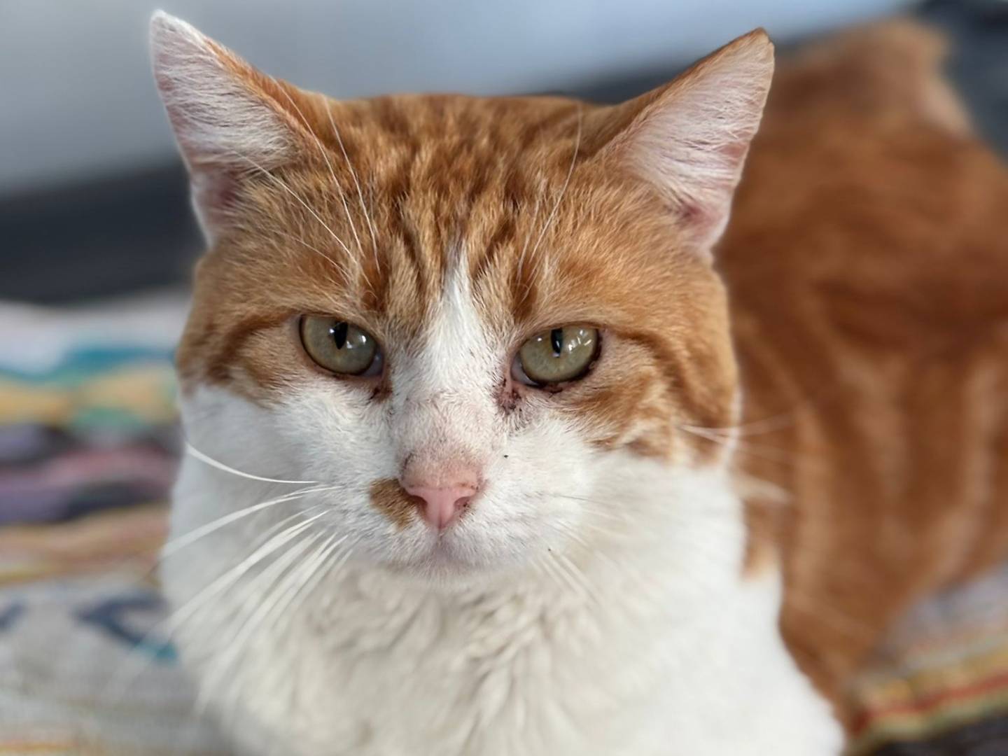 Adotta un gatto, maschio, 6 anni e 1 mese, Pisa