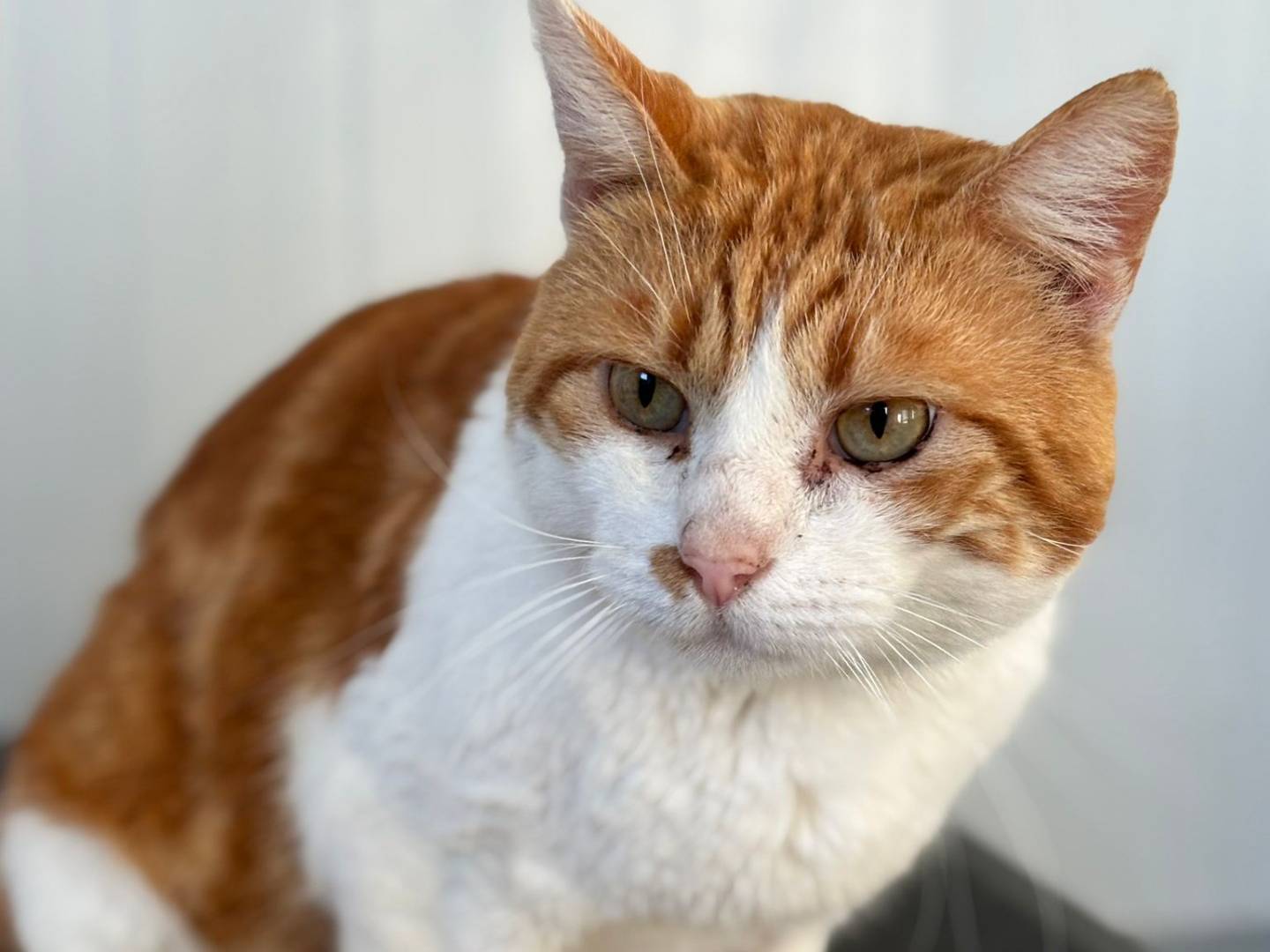 Adotta un gatto, taglia non valida, maschio, Pisa