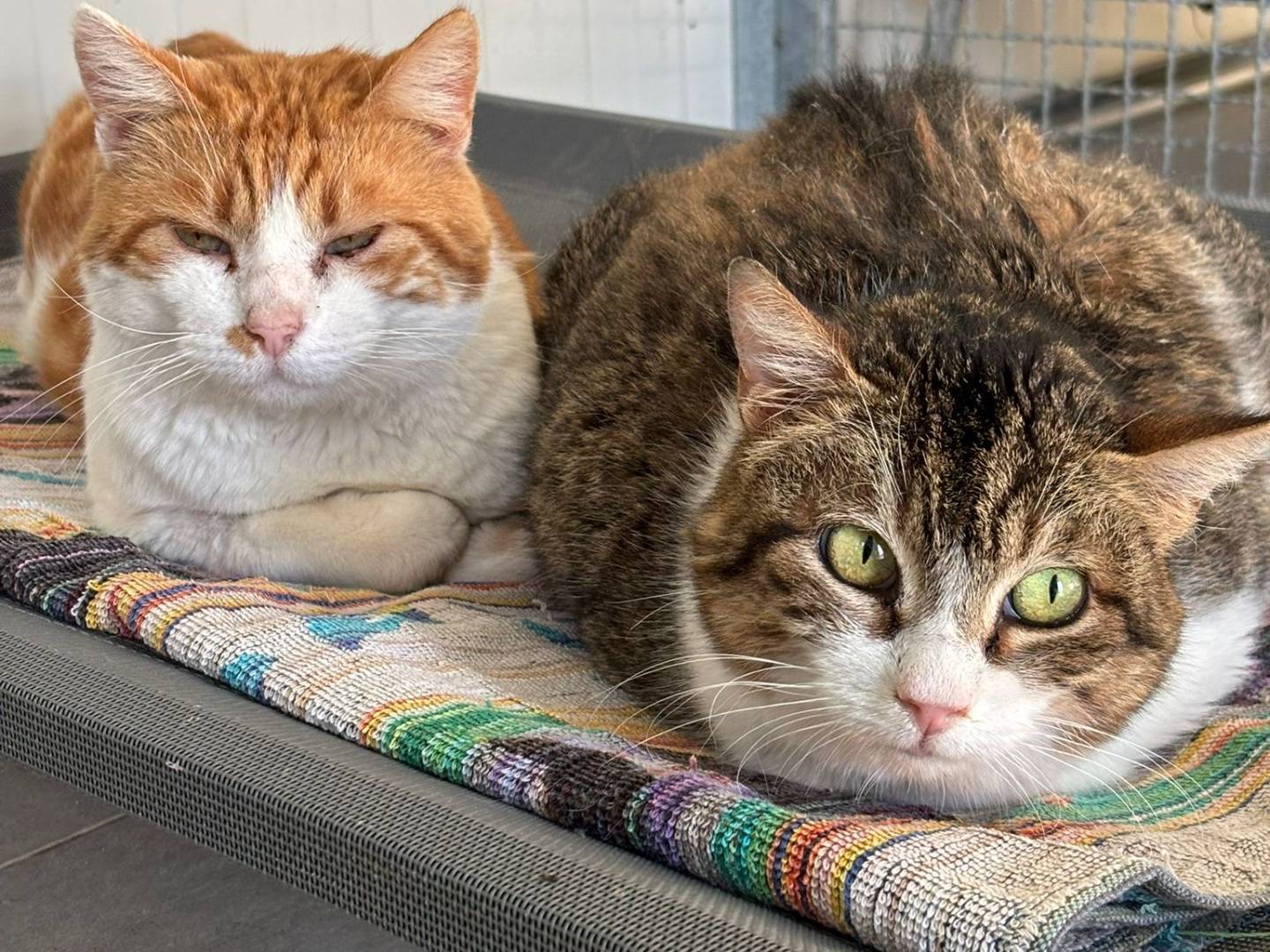 Vuoi adottare un gatto a Pisa?