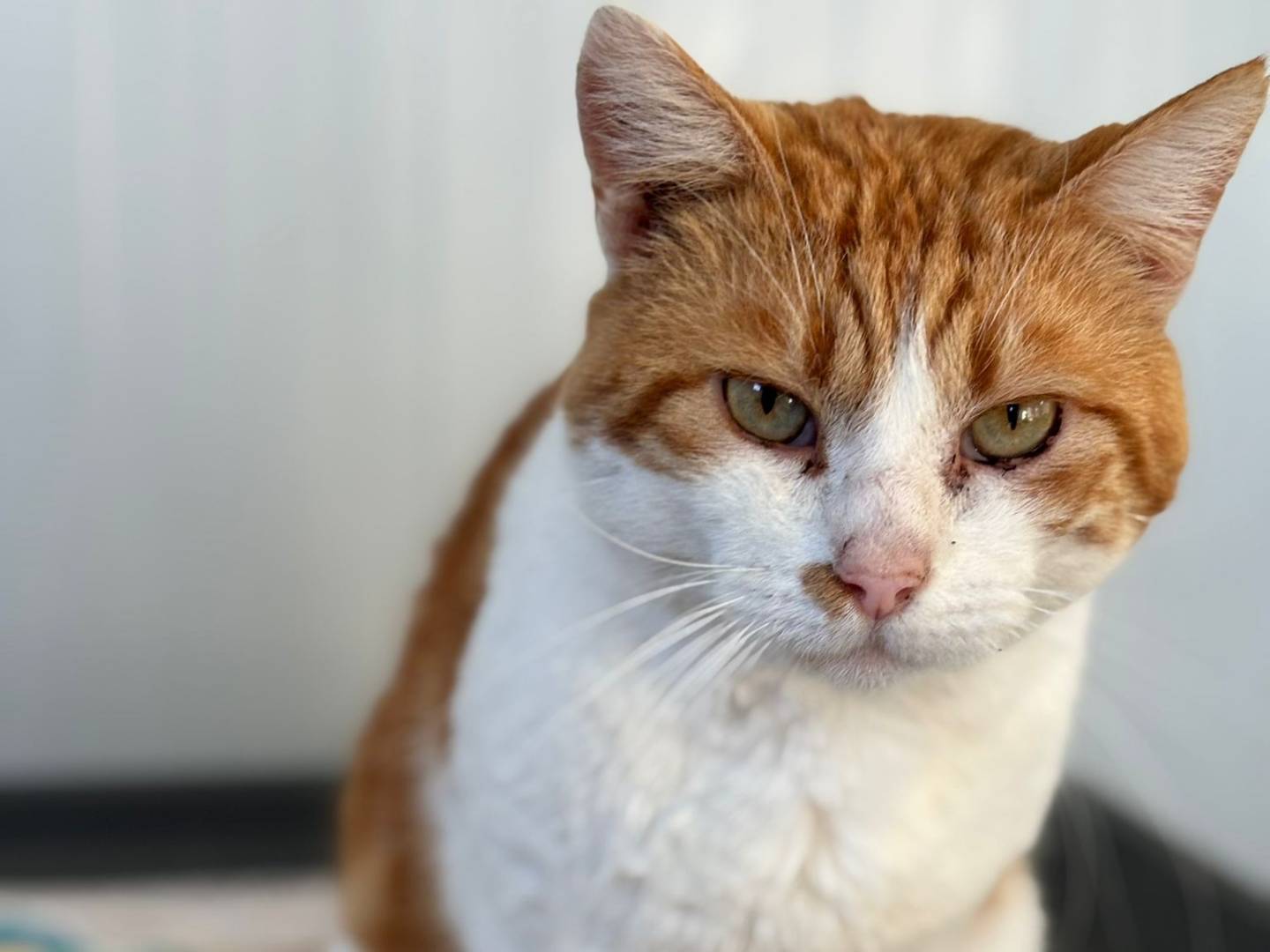 Adotta il gatto Naruto a Pisa