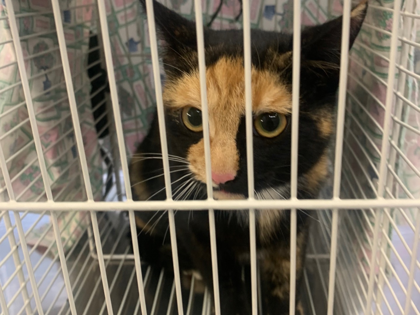 Adozione gatto, femmina, Razza sconosciuta Razza sconosciuta, 6 mesi, taglia non valida, Milano