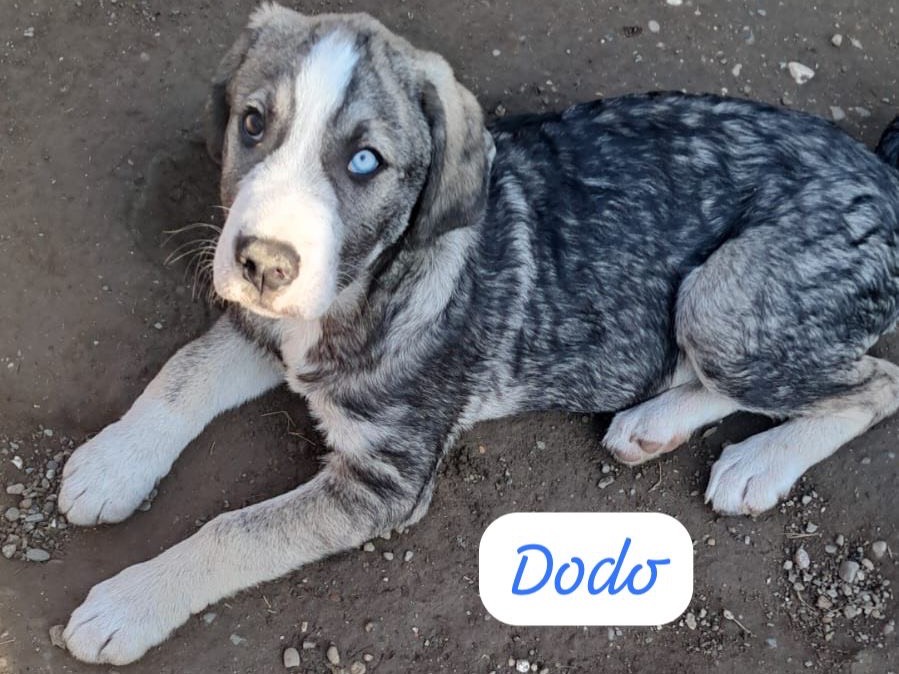 Adozione cane, maschio, Razza sconosciuta Razza sconosciuta, 3 mesi, taglia media contenuta, Bergamo