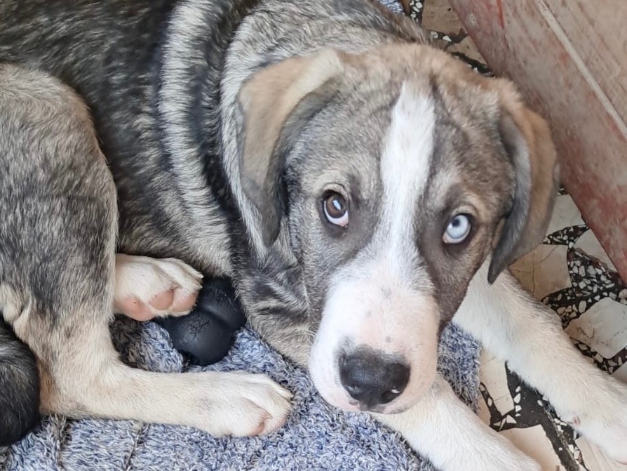 Adotta un cane, maschio, 3 mesi, Bergamo