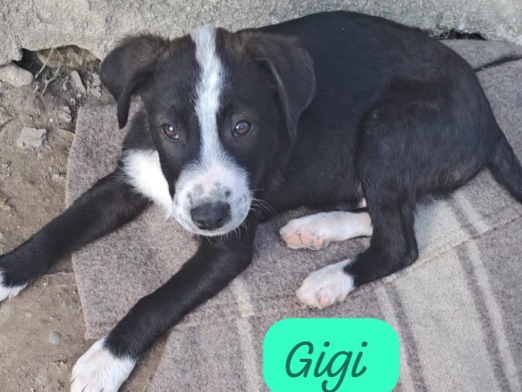 Adozione cane, maschio, Razza sconosciuta Razza sconosciuta, 3 mesi, taglia media, Bergamo