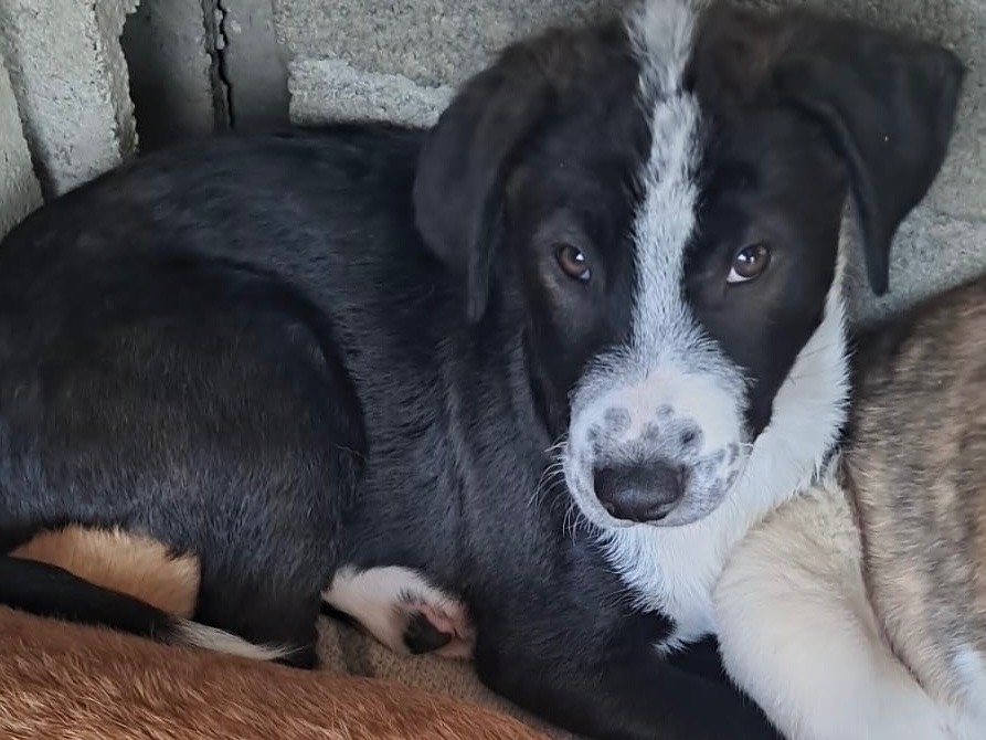 Adotta un cane, maschio, 3 mesi, Bergamo