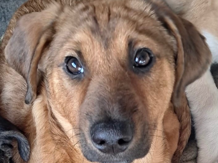 Adozione cane, femmina, Razza sconosciuta Razza sconosciuta, 4 mesi, taglia media, Bergamo