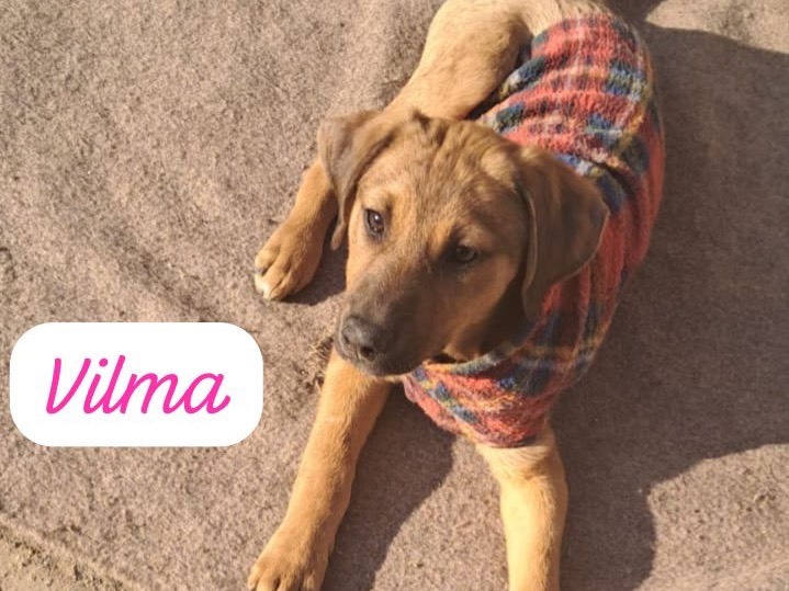 Adotta un cane, femmina, 4 mesi, Bergamo