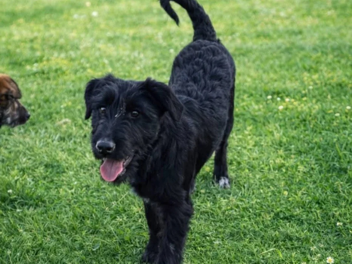 Adozione cane, femmina, Razza sconosciuta Razza sconosciuta, 4 mesi, taglia media, Chieti