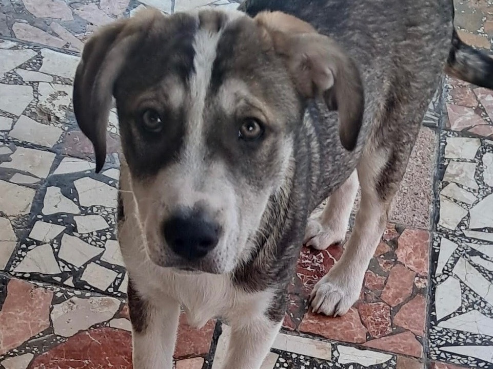 Adozione cane, maschio, Razza sconosciuta Razza sconosciuta, 3 mesi, taglia media, Bergamo