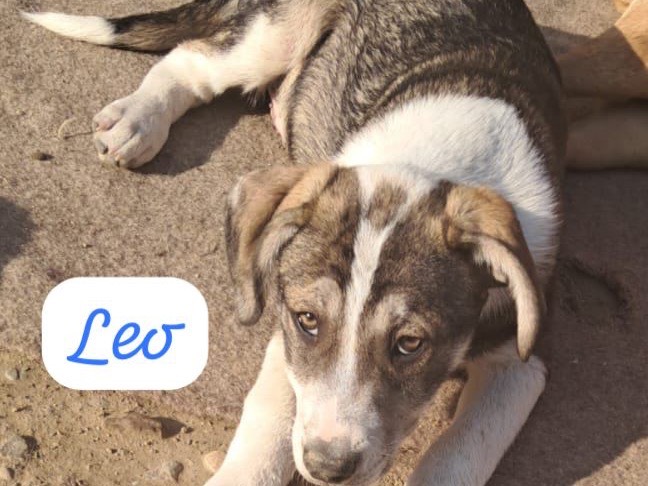 Adotta un cane, maschio, 3 mesi, Bergamo