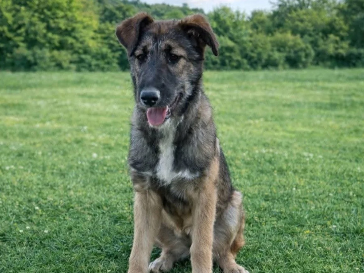 Adozione cane, femmina, Razza sconosciuta Razza sconosciuta, 4 mesi, taglia media, Chieti