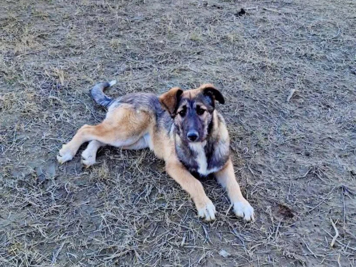 Adotta un cane, femmina, 4 mesi, Chieti