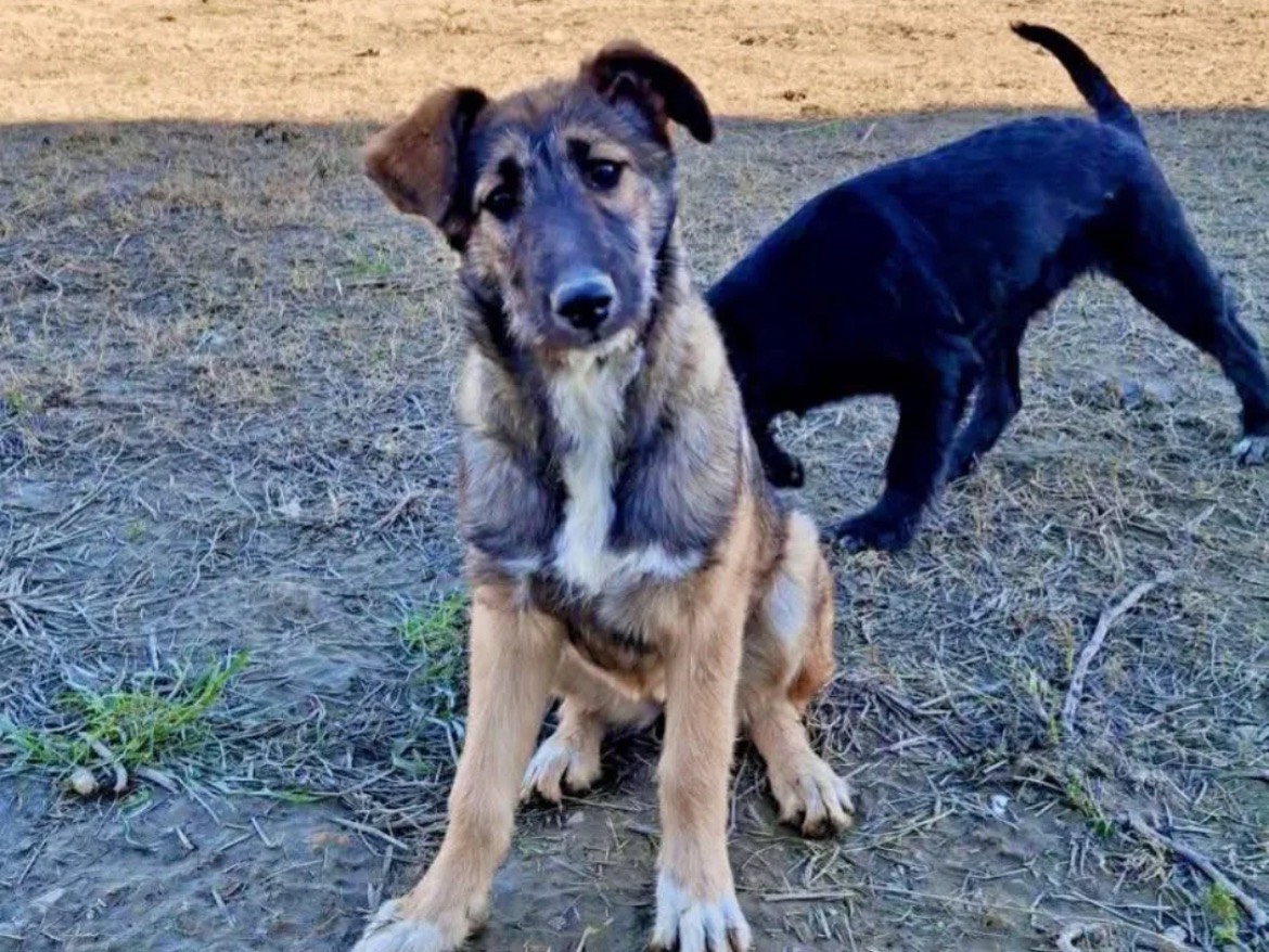Adotta un cane, taglia media, femmina, Chieti
