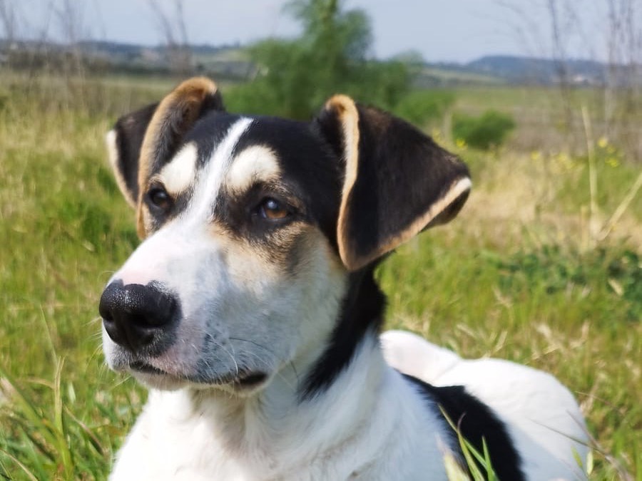Adozione cane, maschio, Razza sconosciuta Razza sconosciuta, 5 mesi, taglia media, Siracusa