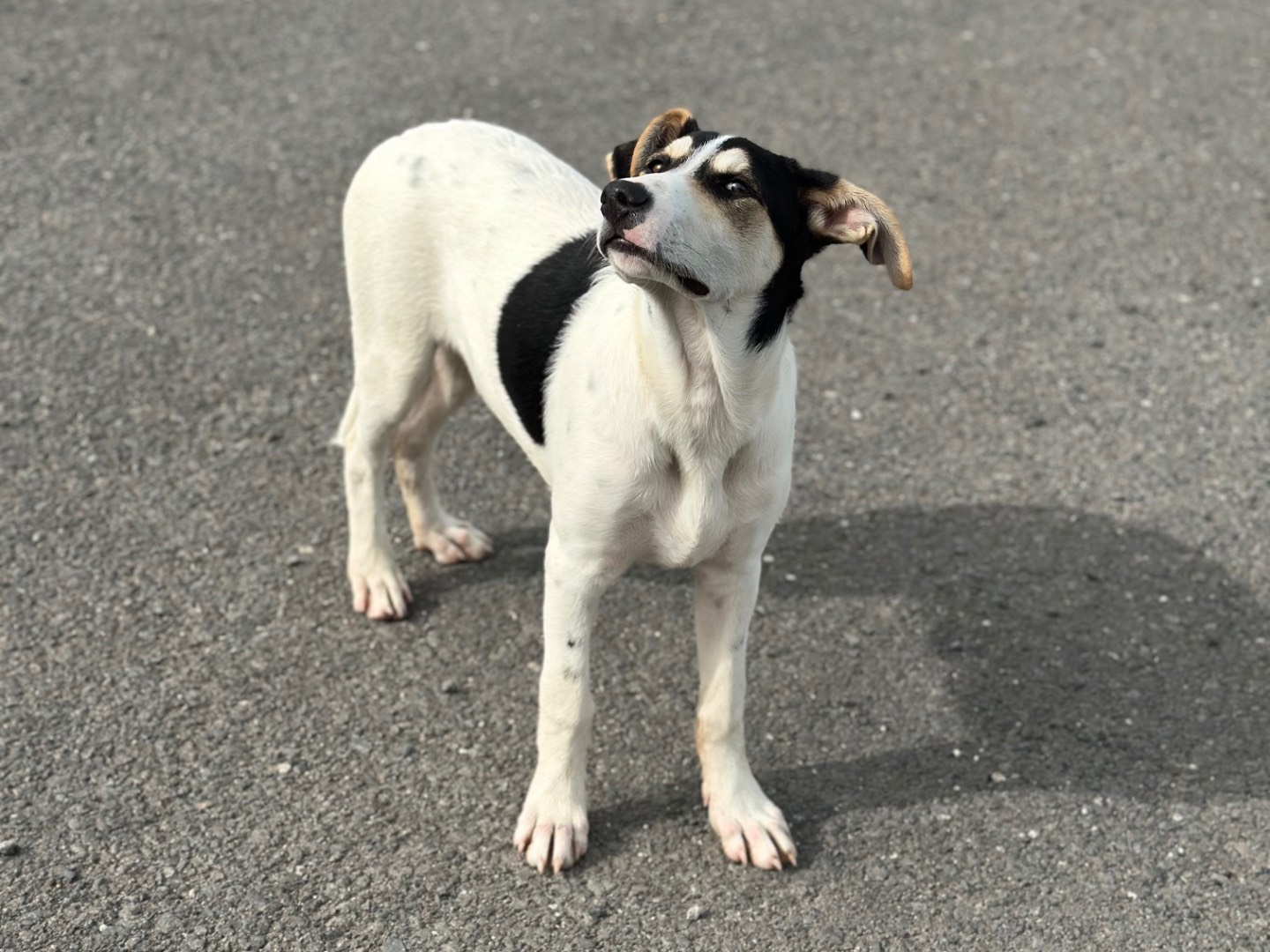 Adotta un cane, maschio, 5 mesi, Siracusa