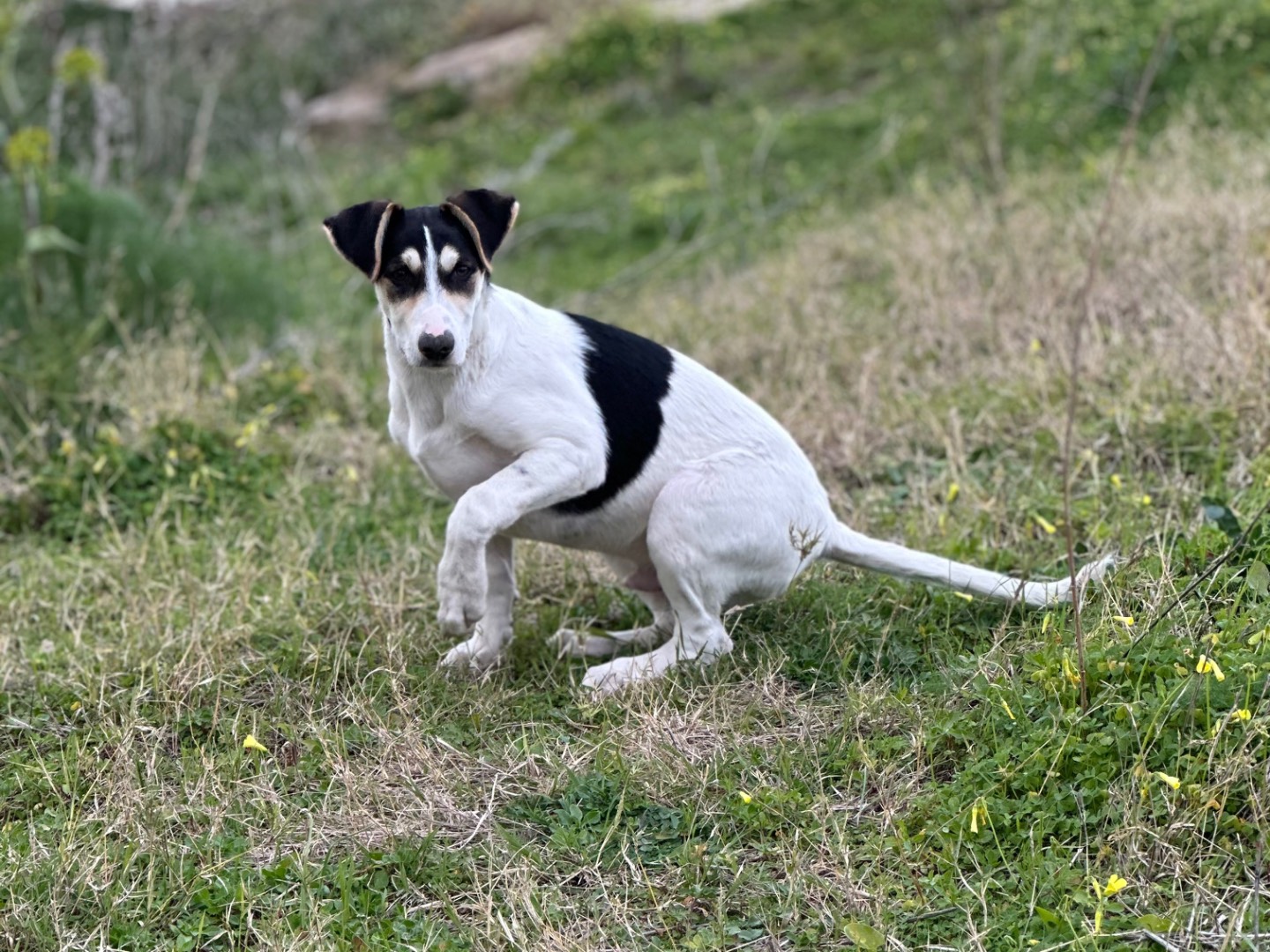 Vuoi adottare un cane a Siracusa?