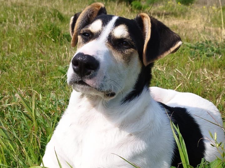 Adotta il cane EROS a Siracusa