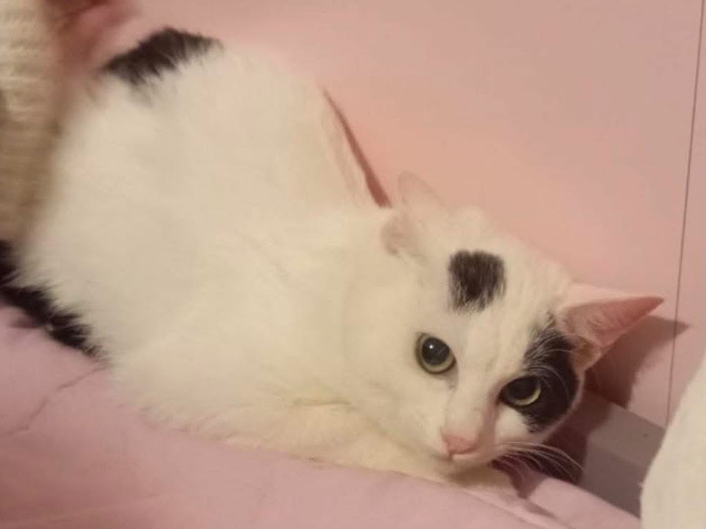 Adozione gatto, femmina, Razza sconosciuta Razza sconosciuta, 6 mesi, taglia non valida, Bari