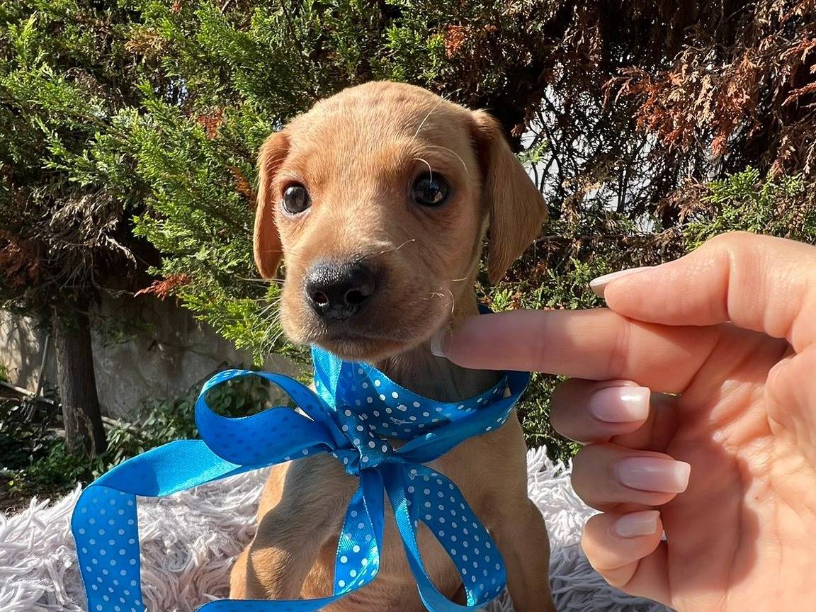 Adotta un cane, maschio, 2 mesi, Siracusa