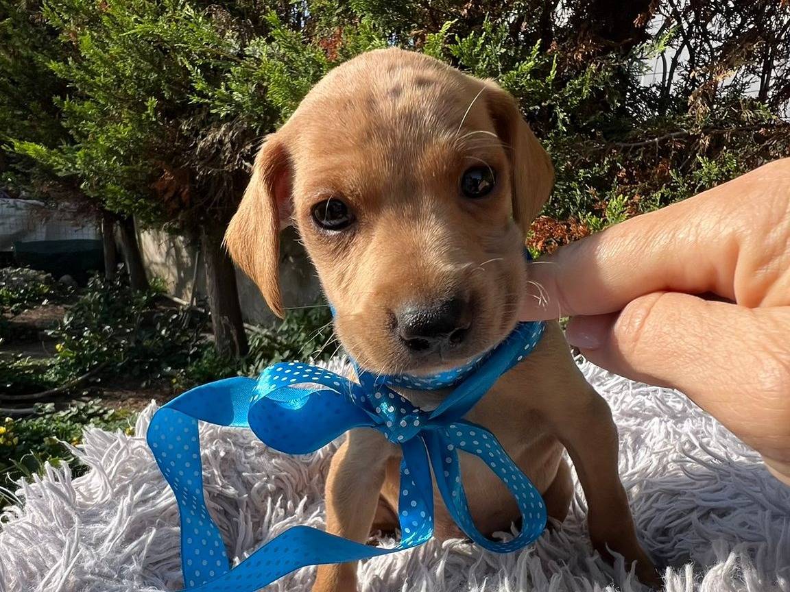 Adotta un cane, taglia media, maschio, Siracusa