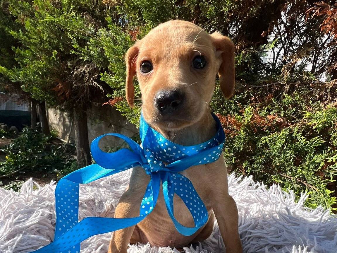 Vuoi adottare un cane a Siracusa?