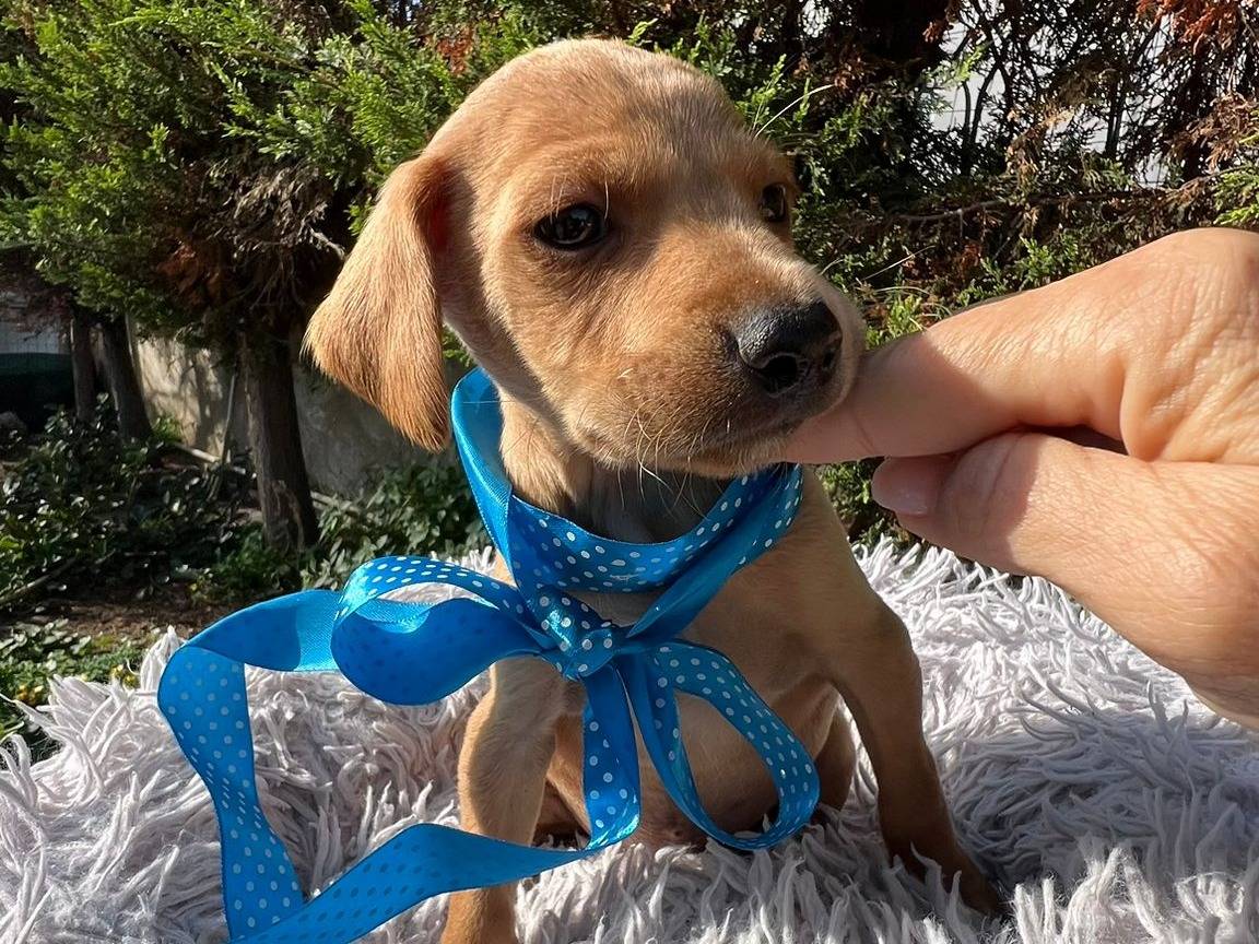Adotta il cane CHARLIE a Siracusa