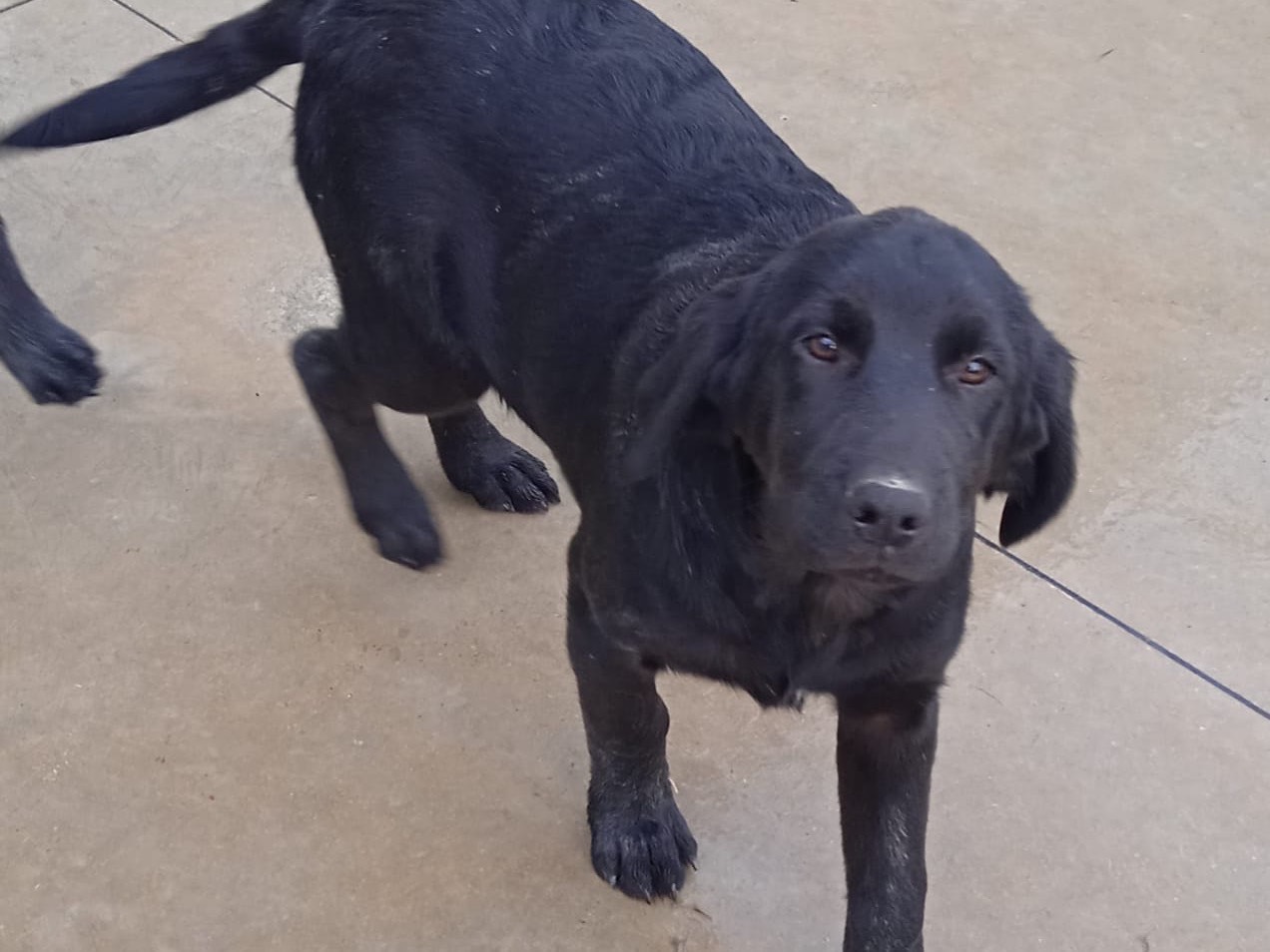 Vuoi adottare un cane a Chieti?