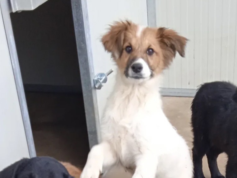 Adotta un cane, femmina, 4 mesi, Chieti