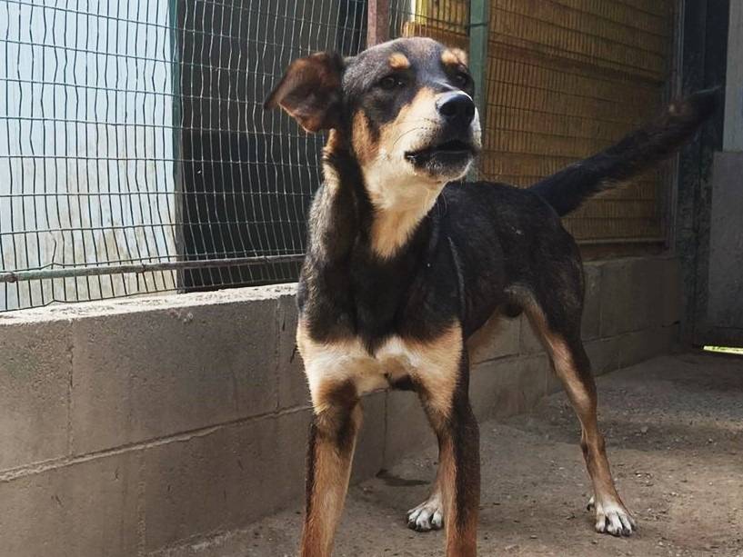 Vuoi adottare un cane a Barletta?