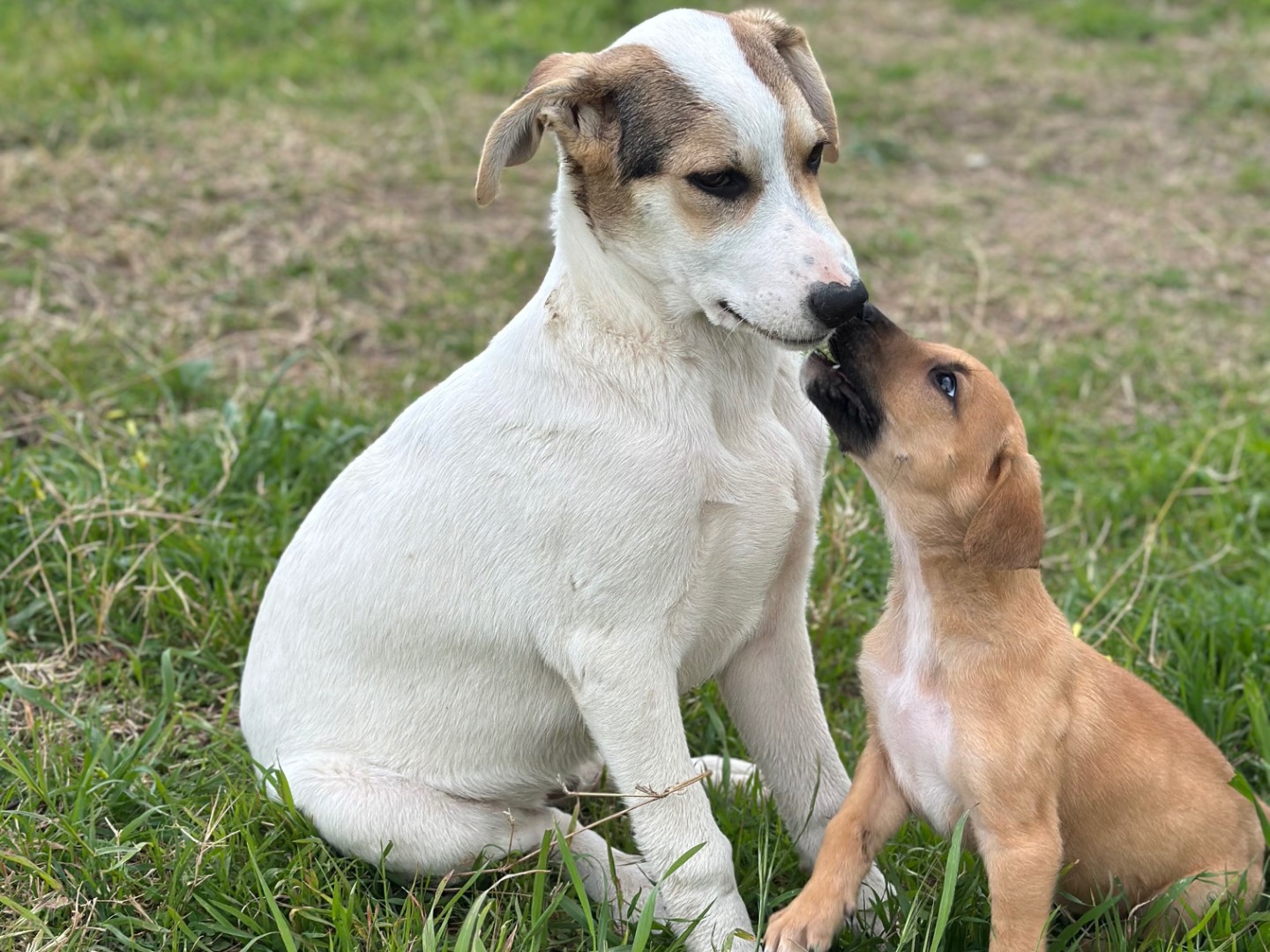 Adozione cane, maschio, Razza sconosciuta Razza sconosciuta, 5 mesi, taglia media, Siracusa
