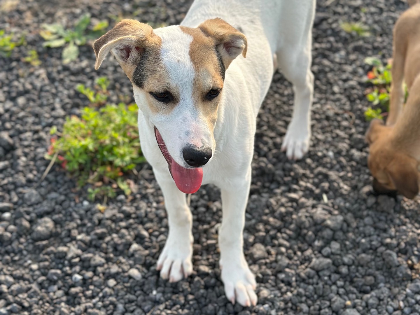 Adotta un cane, maschio, 5 mesi, Siracusa