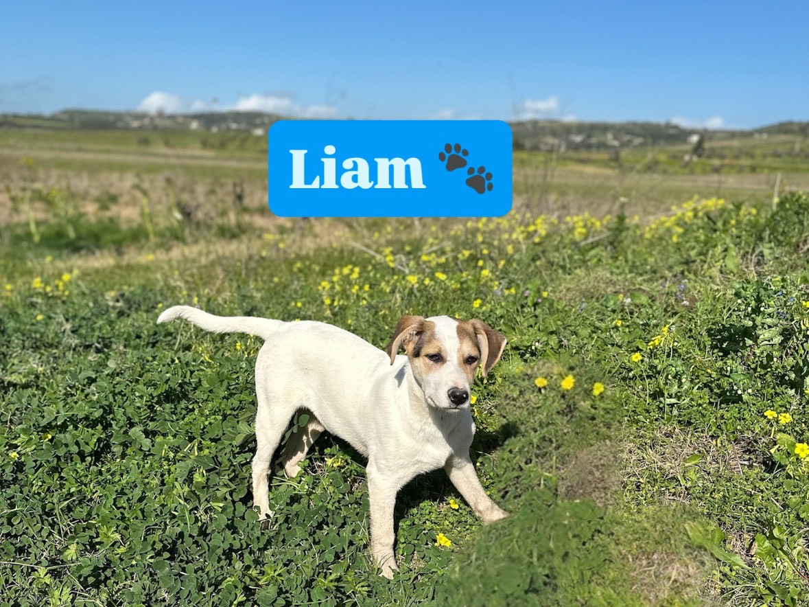 Adotta un cane, taglia media, maschio, Siracusa
