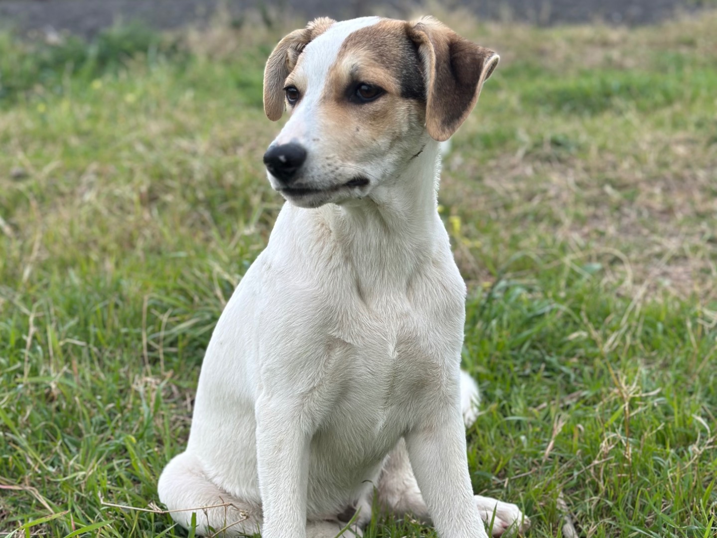 Vuoi adottare un cane a Siracusa?