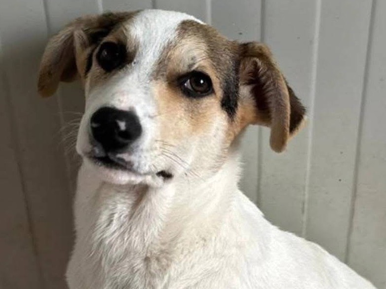 Adotta il cane LIAM a Siracusa