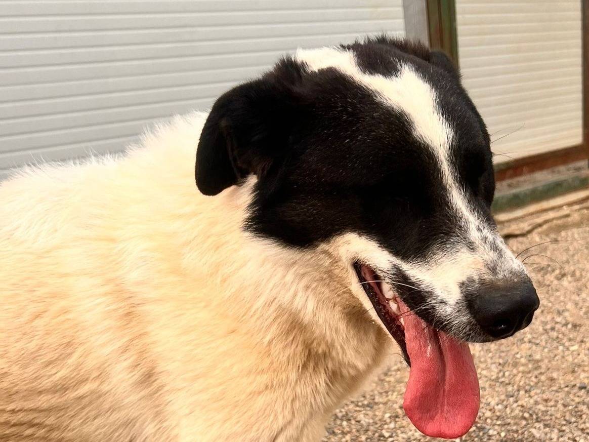 Adozione cane, maschio, Razza sconosciuta Razza sconosciuta, 2 anni e 11 mesi, taglia grande, Barletta