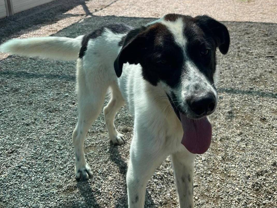 Vuoi adottare un cane a Barletta?