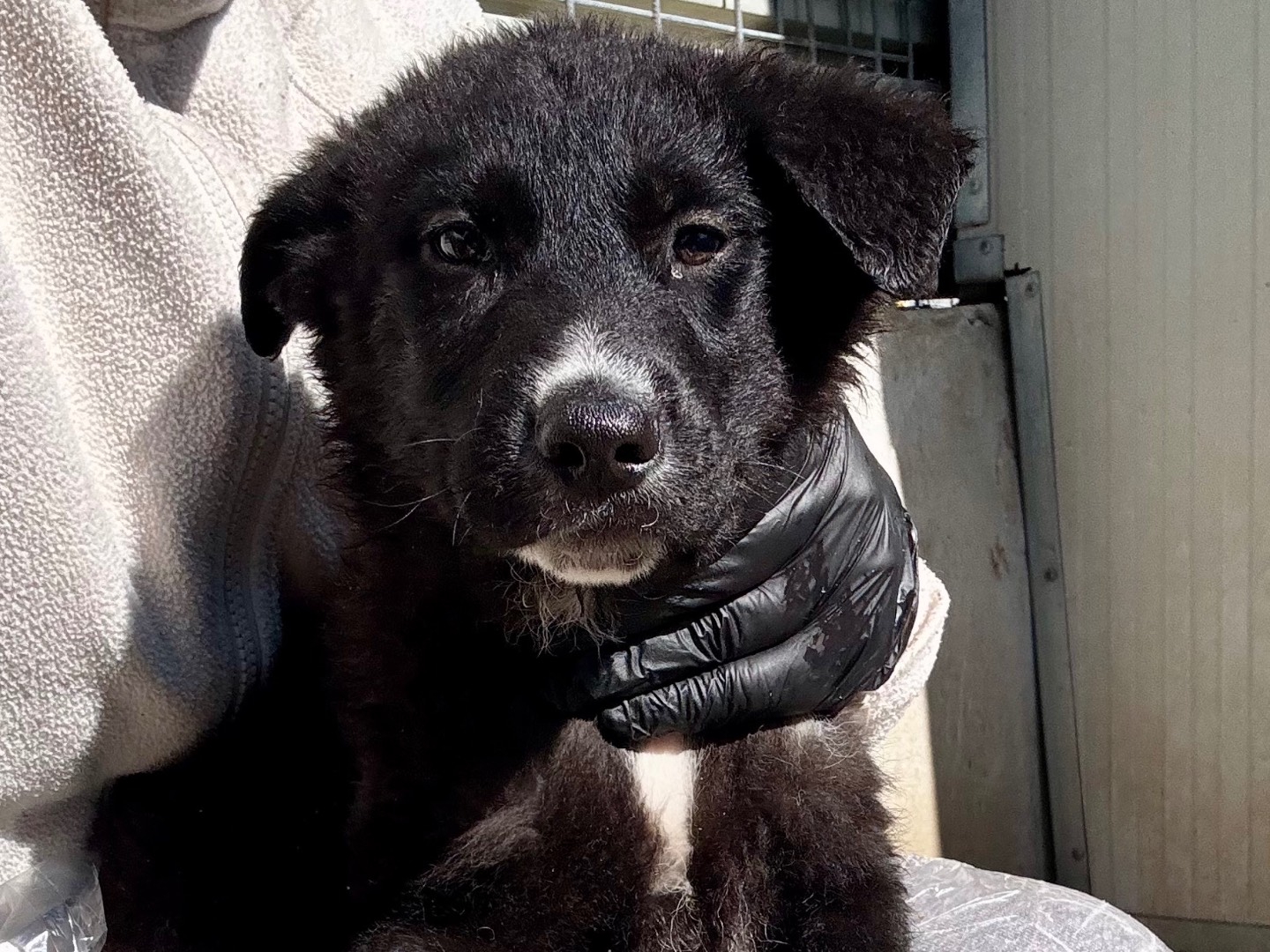 Adozione cane, maschio, Razza sconosciuta Razza sconosciuta, 2 mesi, taglia media, Salerno