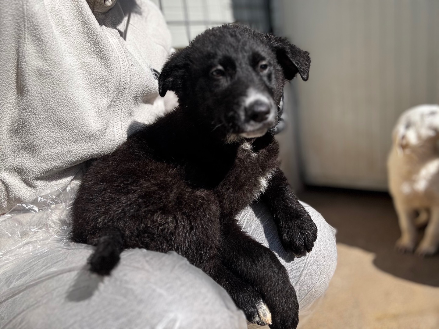 Adotta un cane, maschio, 2 mesi, Salerno