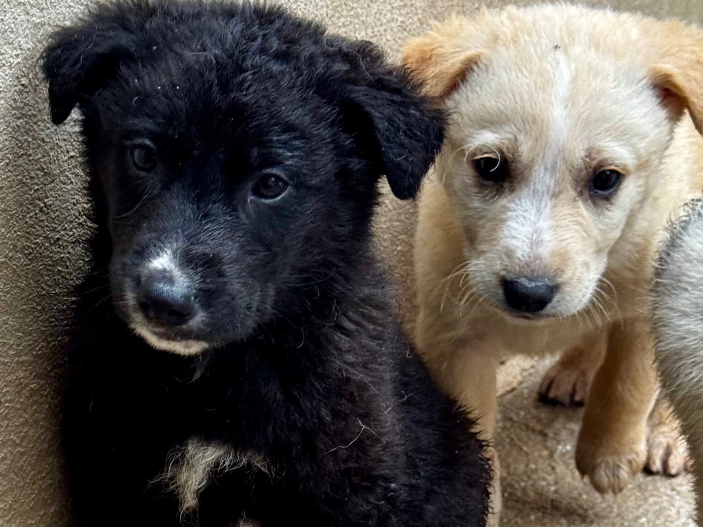 Adotta un cane, taglia media, maschio, Salerno