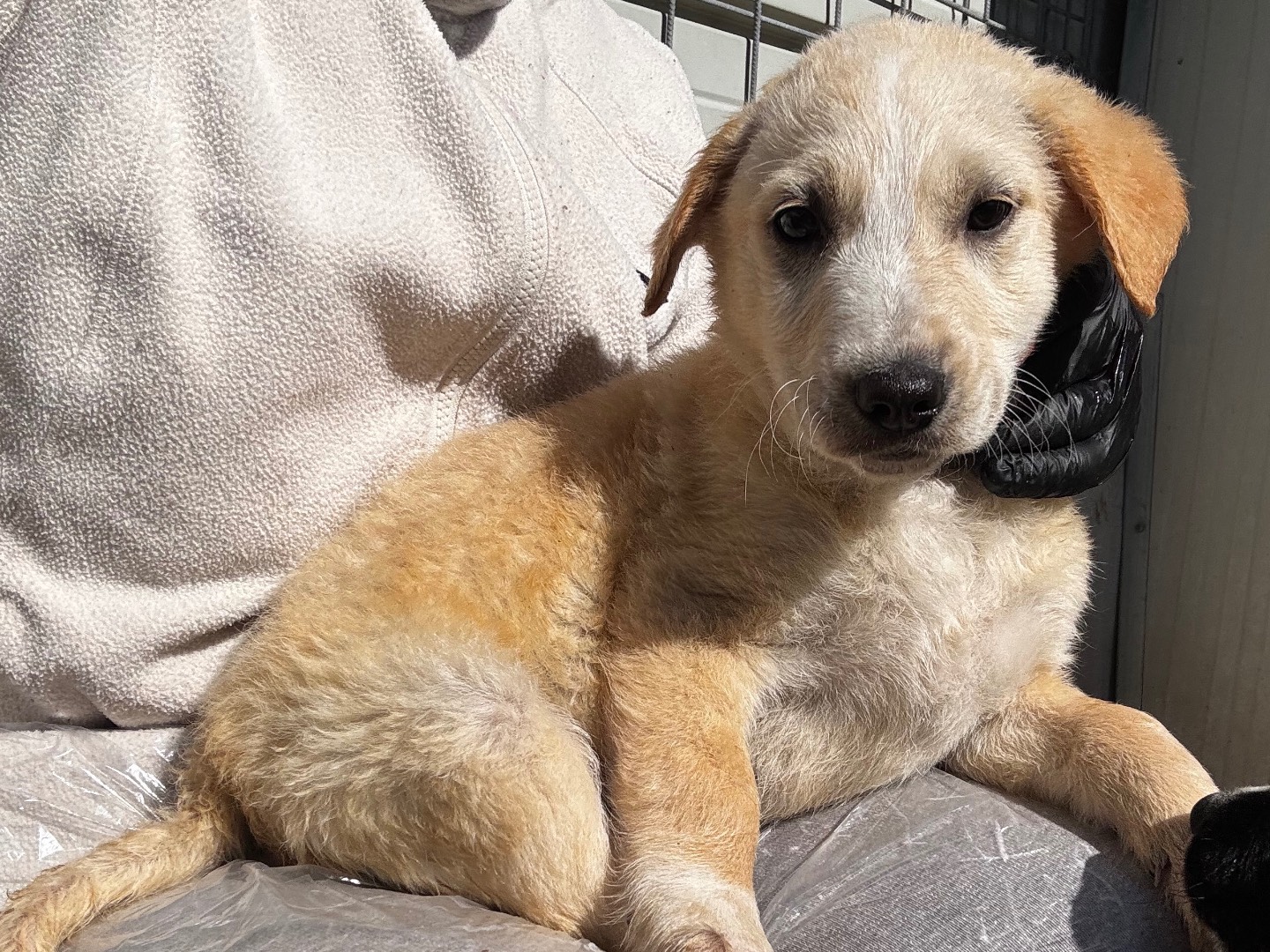 Adotta un cane, maschio, 2 mesi, Salerno